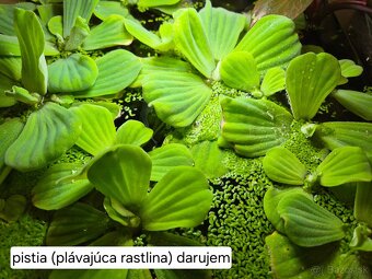 Predám izbové rastliny 2 - 14