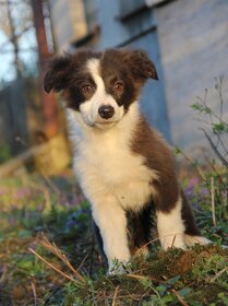 Border collie, Border kólia bez PP - 14