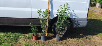 vavrínovec, červienka, živý plot - 14