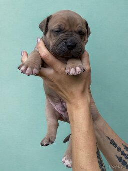 American Bully XL - Exkluzivní spojení šampionů - 14