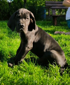 Nemecka doga - 14