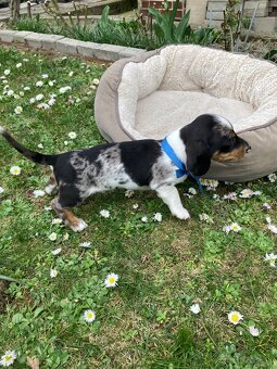 Jazvečík trpasličí krátkosrstý - 14