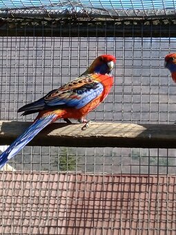 Rozely Adelaidské - 14