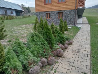 Tuja Smaragd, vavrínovec, červienka, gaštan - Zvolen - 14