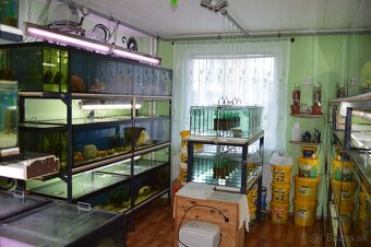 Predám prebytky chovu - Africké cichlidy. - 14