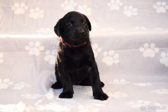 Labrador Retriever Anglická pracovná linia - 14