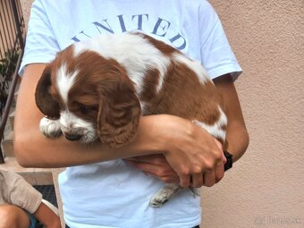 Welsh springerspaniel - 14