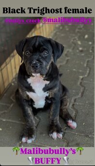 American bully xl/xxl s PP - 14