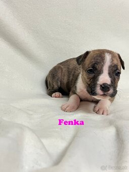 Americky Stafordšírský Terier šteniatka - 14