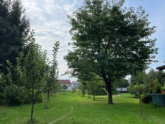 Veľký rodinný dom s veľkým pozemkom Veľké Kapušany - 14
