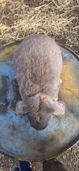 Francúzsky baran - 14