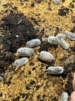 Isopody na predaj bioaktívne poklady pre tvoje terárium 🐛🌿 - 14