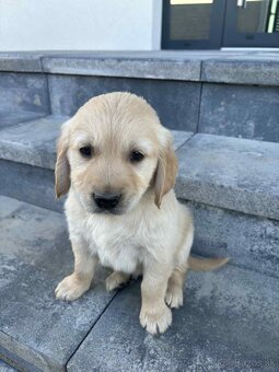 Zlatý retriever - 14