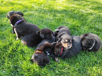 Labrador čierny šteniatko - labradorský retríver - 14