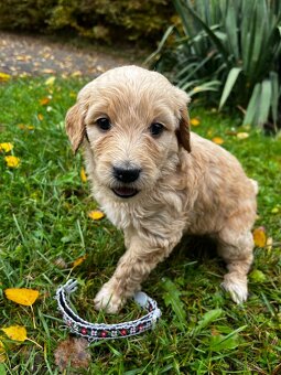Goldendoodle šteniatka F2 - 14