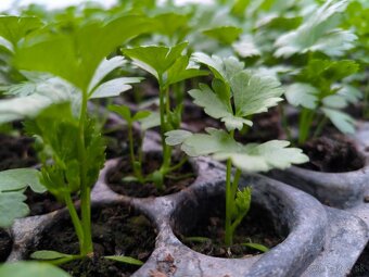 Planty - 14