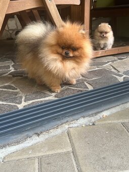 Pomeranian s pp FCI - 14