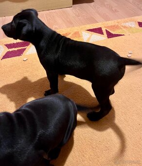 Steniatka labradora - 14