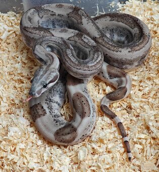 Boa constrictor - Veľhad kráľovský - KOMPLETNÁ ZBIERKA - 14