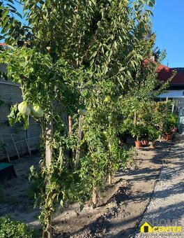 PREDAJ : rodinný dom na bývanie a aj podnikanie, Komárno - 14