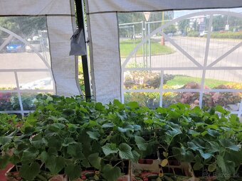 Predám planty stále 90% skladom plant - 14