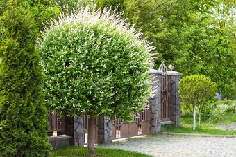 𝗧𝗢𝗣❗Japonska vrba,strom, ktory meni farbu,Salix Integra❗ - 14