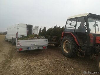 Tuja Smaragd, vavrínovec, červienka - Košice a okolie - 14