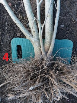 Rastliny na bonsaj, bonsai - IBIŠTEK SÝRSKY_1 - 14