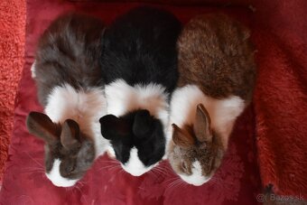 Predam Holandsky - 14