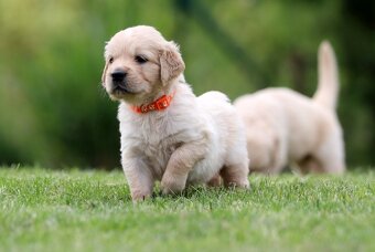 Zlatý retriever/ Golden retriever - 14
