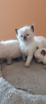 Ragdoll mačiatka, mačka - 14