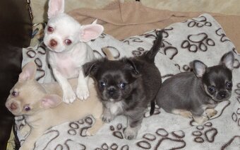 civava krátkosrstá,dlhosrstá. - 14