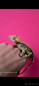 Pagekón riasnaty / Gekončik čínsky (Goniurosaurus hainanensi - 14