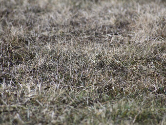 Beroflex 500mm / F8 / T2 / Macro  - 14