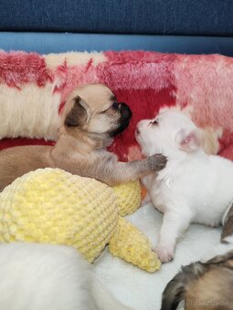 Čivava dlhosrstá, chihuahua, Solubist Dog KENNEL 💙💙 2 boy - 14