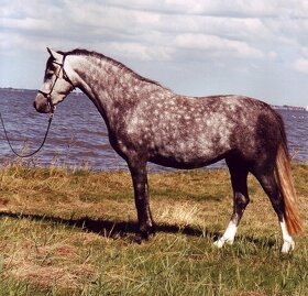 Welsh pony sekce B - 14