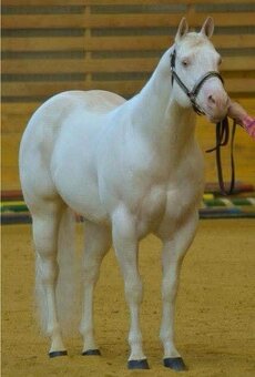APH APHA PAINT HORSE ŽREBEC pripúšťanie - 14