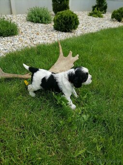 Šteniatko anglicky springer španiel - 14