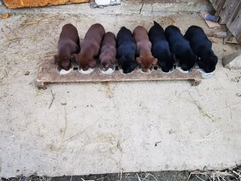 Šteniatka Labrador - 14