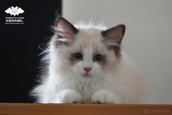 Ragdoll s PP - krémový kocúrik - 14