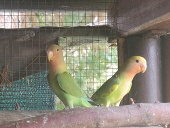 Agapornis ružovohrdly - 14