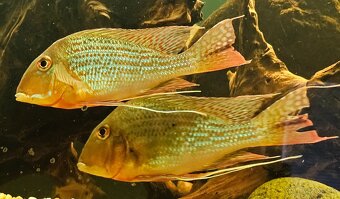 Geophagus - 14