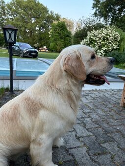 Zlatý retriever - 14