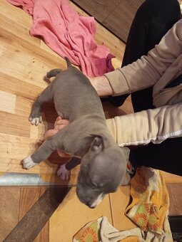 americky staforshier terrier - 14