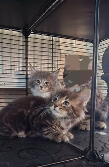 Mainská Mývalia mačka / Maine Coon - 14