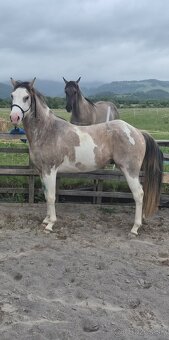 APH APHA PAINT HORSE ŽREBECE pripúšťanie - 14