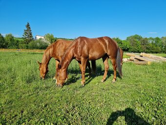 Quarter horse,QH valach.akciová cena. - 14