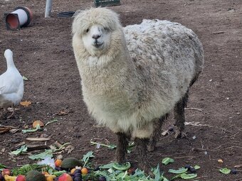 Lama alpaka - 14