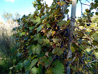 Stavebný, oplotený a slnečný pozemok s vinicou - obec Janík - 14