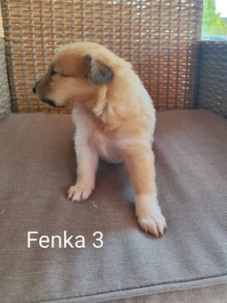 KÓLIA DLHOSRSTÁ,  ŠTENIATKA - 14